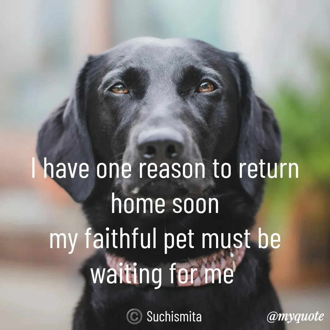 Quote by Suchismita - I have one reason to return home soon
my faithful pet must be waiting for me 

©️ Suchismita  - Made using Quotes Creator App, Post Maker App