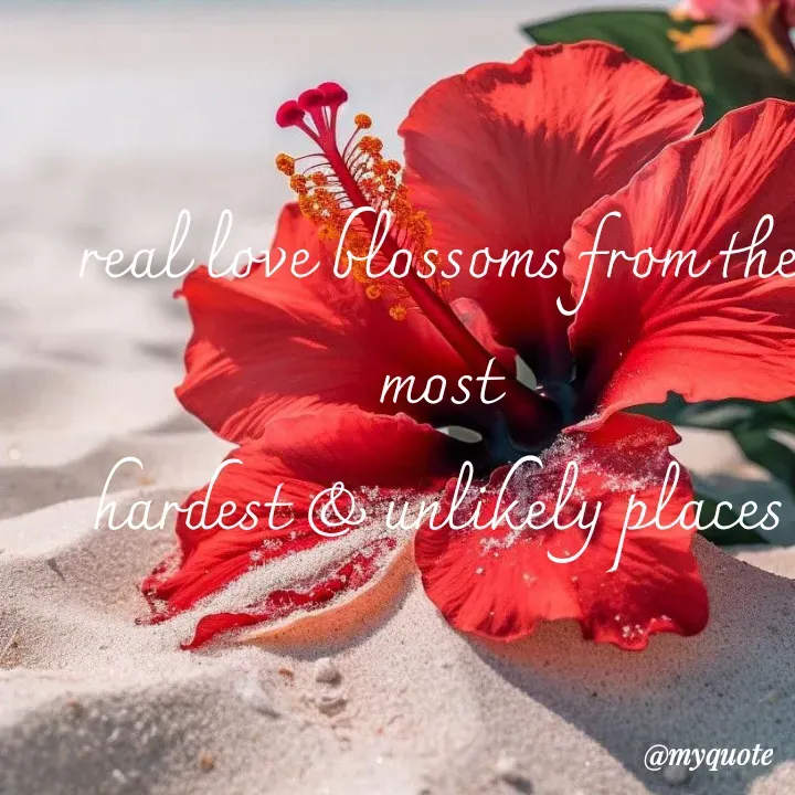 Quote by adriangemini - real love blossoms from the most
hardest & unlikely places - Made using Quotes Creator App, Post Maker App