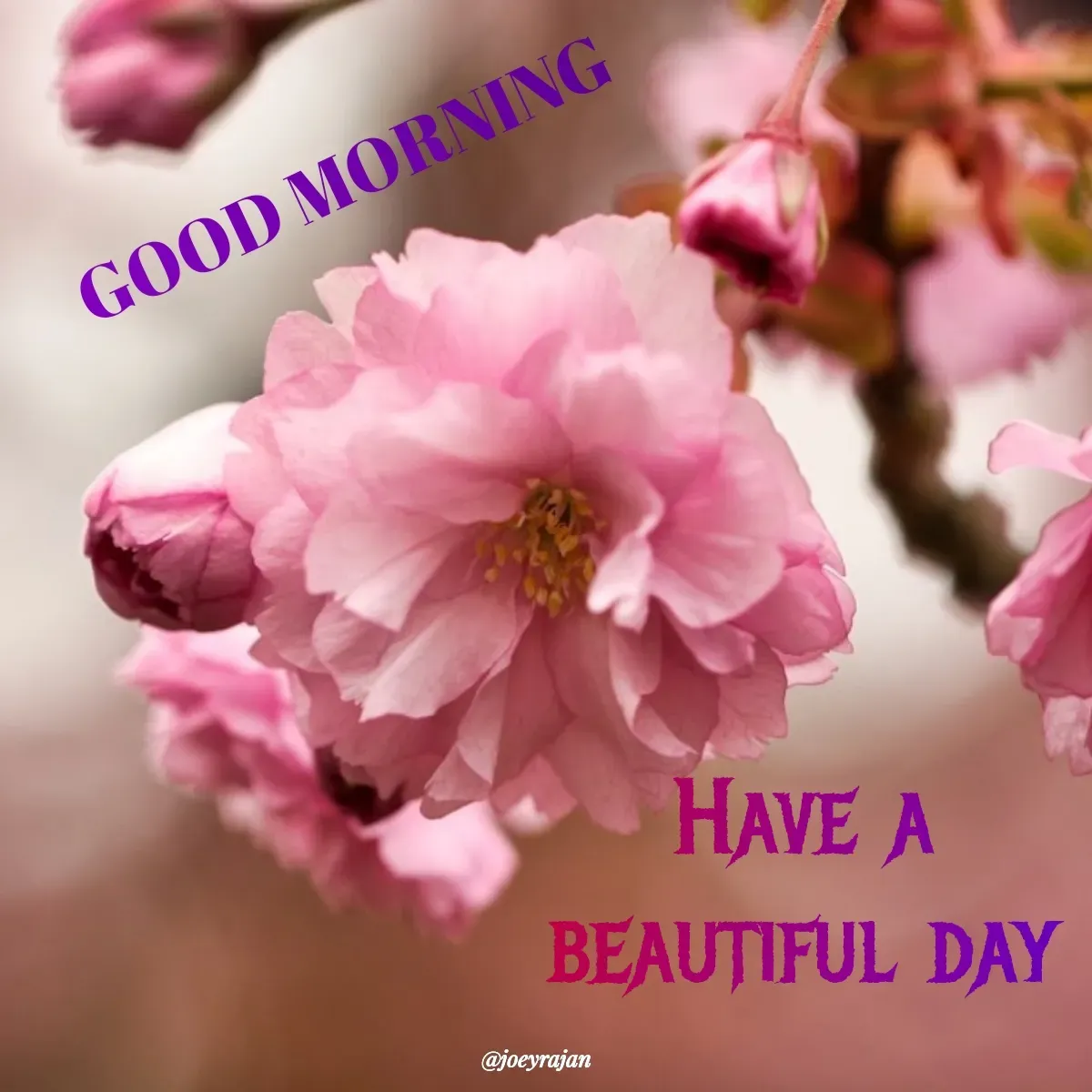 Quote by Joseph Rajan - Have a 
beautiful day  - Made using Quotes Creator App, Post Maker App