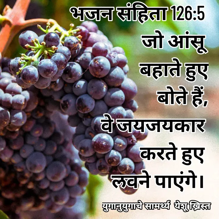 Quote by Maykal Mirpagar - भजन संहिता 126:5 
जो आंसू 
बहाते हुए
 बोते हैं,
 वे जयजयकार 
करते हुए 
लवने पाएंगे।  - Made using Quotes Creator App, Post Maker App