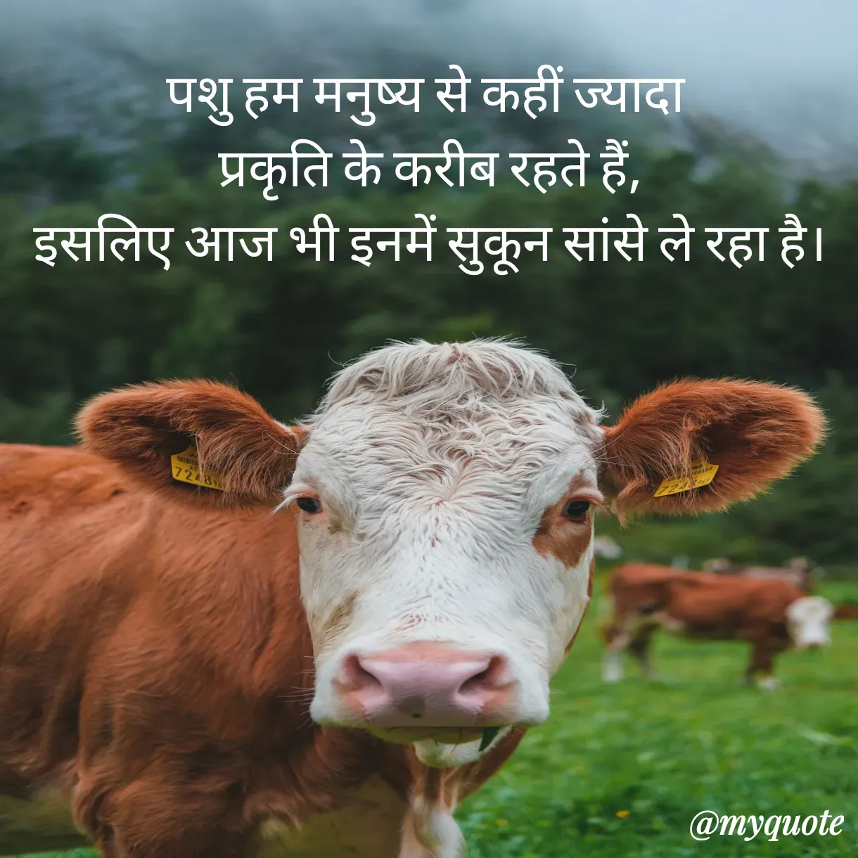 Quote by Anju - पशु हम मनुष्य से कहीं ज्यादा 
प्रकृति के करीब रहते हैं,
इसलिए आज भी इनमें सुकून सांसे ले रहा है। - Made using Quotes Creator App, Post Maker App