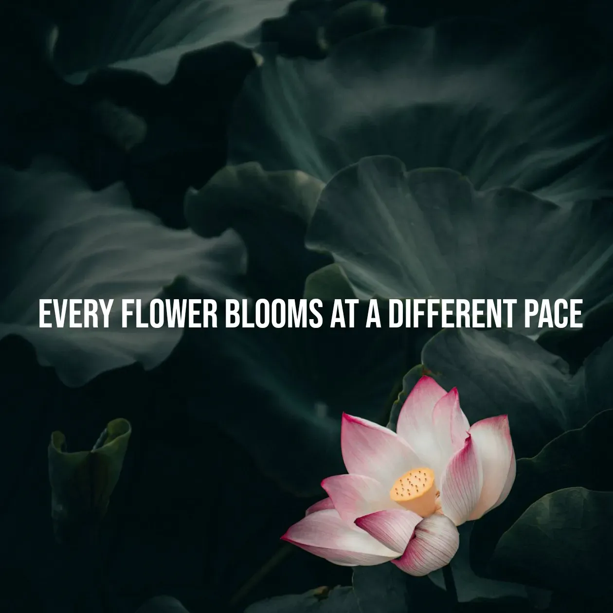 Quote by Pavan G - every flower blooms at a different pace  - Made using Quotes Creator App, Post Maker App