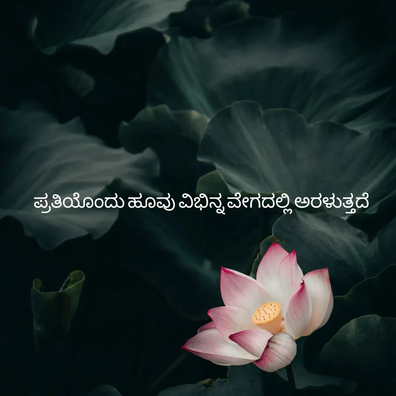 Quote by Pavan G -  - Made using Quotes Creator App, Post Maker App
