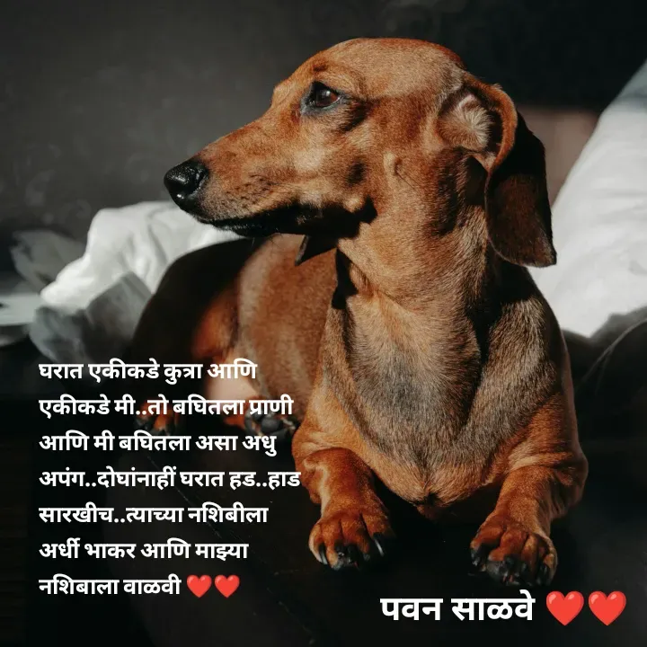 Quote by पवन साळवे - घरात एकीकडे कुत्रा आणि एकीकडे मी..तो बघितला प्राणी आणि मी बघितला असा अधु अपंग..दोघांनाहीं घरात हड..हाड सारखीच..त्याच्या नशिबीला अर्धी भाकर आणि माझ्या नशिबाला वाळवी ❤️❤️ - Made using Quotes Creator App, Post Maker App